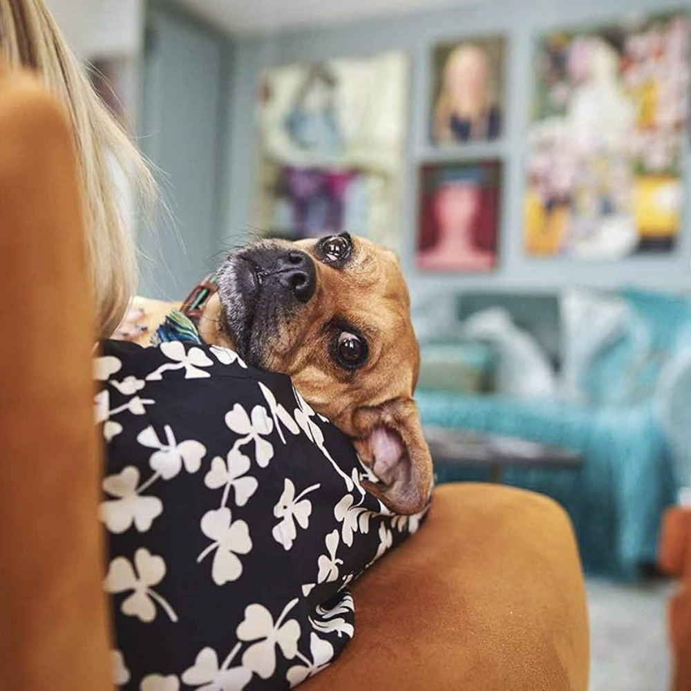 Vom Glück, mit Hunden zu Leben